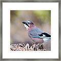 Jay In Profile Framed Print