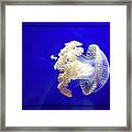 Jellyfish Cnidarian Quallen Framed Print