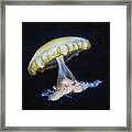 Jellyfish No. 1 Framed Print