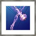 Jellyfish Vi Framed Print