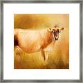 Jersey Cow  Framed Print