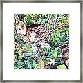 Fawn In The Garden Framed Print