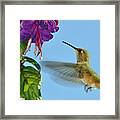 Jeweled Rufous In Afternoon Light Framed Print