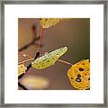 Jewels Of Autumn Framed Print