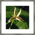 Johnny Jump-up Seeds Framed Print