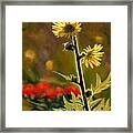 July Afternoon-compass Plant Framed Print