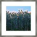 July Crops Framed Print