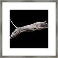 Jumped Sphynx Cat Isolated On Black Framed Print