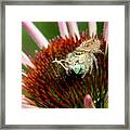 Jumping Spider With Green Weevil Snack Framed Print