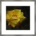 June 2016 Rose No. 1 Framed Print