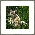 Jungle Cat Framed Print