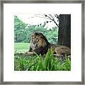 Jungle King Framed Print