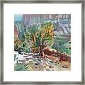 Juniper In Canyon De Chelly Framed Print