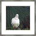 Just Another Dove Framed Print