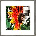 Just Another Sunflower Framed Print