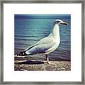 Just Chillin #seagull Framed Print