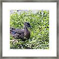 Just Ducky Framed Print