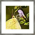 Just One More Drink Close Up Framed Print