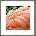 Just Peachy Framed Print