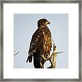 Juvenile Bald Eagle 1 Framed Print