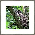 Juvenile Barred Owl Framed Print