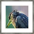 Juvenile Black Crowned Night Heron Lost In Deep Thoughts Framed Print