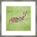 Juvenile Coyote Framed Print