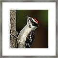 Juvenile Downy Woodpecker Framed Print