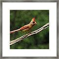Juvenile Female Cardinal Framed Print