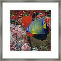 Juvenile Queen Angelfish, U. S. Virgin Islands 2 Framed Print