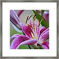 K And D Lilly 2 Framed Print