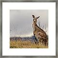 Kangaroo 2 Framed Print