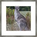 Kangaroo In The Wild Framed Print