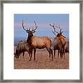 Kansas Elk 2 Framed Print