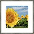 Kansas Sunflower Framed Print