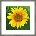 Kansas Sunflower Framed Print