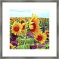 Kansas Sunflowers Framed Print