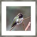 Karisa's Hummingbird.2 Framed Print