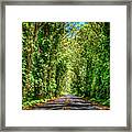 Kauai Hi Eucalyptus Tree Tunnel South Shore Landscape Art Framed Print