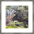 Kauai Jungle Framed Print