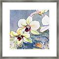 Kauai Orchid Festival Framed Print