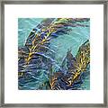 Kelp Patterns Framed Print