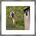 Kestrel With Lizard Framed Print