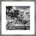 Key Largo Mangroves Framed Print