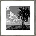 Key West Palm Framed Print