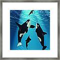 Killer Whales Framed Print