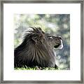 King Absolam Framed Print