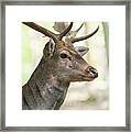 King Of The Forest 2 Framed Print