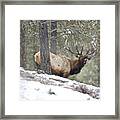 King Of The Forest Framed Print