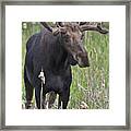 King Of The Forest.. Framed Print